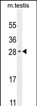1 - RELL2 Antibody  (Center) AP10406c