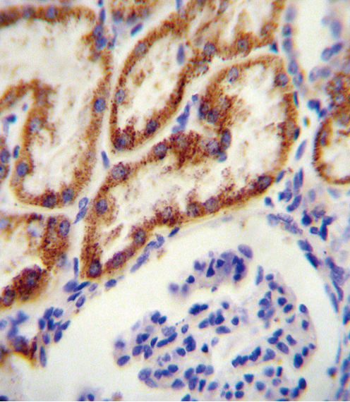 14 - GATM Antibody (N-term) AP10442a