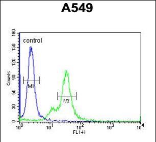 4 - M6PR Antibody (C-term) AP2792b