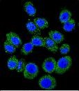 3 - M6PR Antibody (C-term) AP2792b
