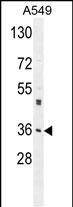 1 - M6PR Antibody (C-term) AP2792b