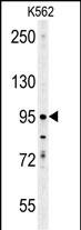 1 - ENAM Antibody (C-term) AP5838b