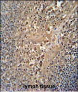 14 - C4orf32 Antibody (Center) AP5870c