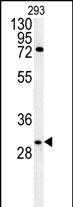 1 - CLDN12 Antibody (N-term) AP5874a