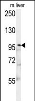 1 - KIF9 Antibody (C-term) AP5953b