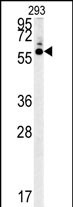 1 - HTR3C Antibody (Center) AP5973c