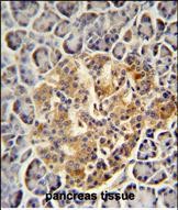 14 - PRSS3 Antibody (N-term) AP10489a