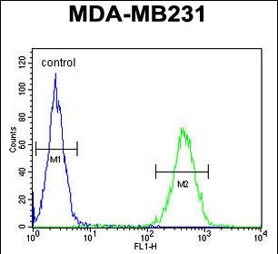 4 - ST7 Antibody (Center) AP10493c