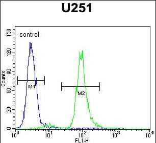 4 - VITRN Antibody  (C-term) AP10507b