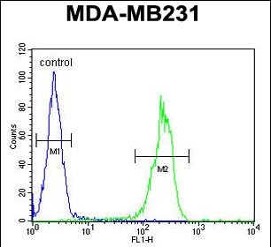 4 - MYSM1 Antibody  (N-term) AP10517a