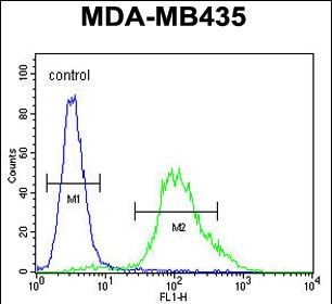 4 - ZNF98 Antibody  (C-term) AP10523b