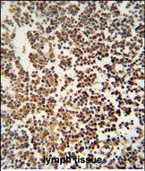 14 - GTSF1 Antibody (Center) AP10572c