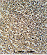 14 - RASAL3 Antibody (C-term) AP10598b