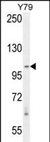 1 - RASAL3 Antibody (C-term) AP10598b
