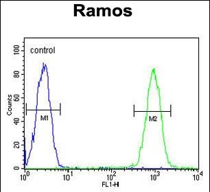 4 - TIGIT Antibody (C-term) AP10616b