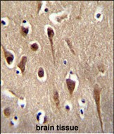 14 - FBXO39 Antibody (C-term) AP10627b