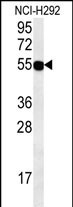 1 - ZNF492 Antibody (C-term) AP10630b