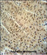 14 - WDR32 Antibody (N-term) AP10636b