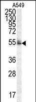 1 - WDR32 Antibody (N-term) AP10636b