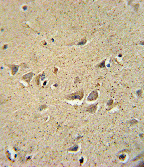 14 - SCN1B Antibody (N-Term) AP10645A