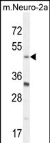1 - BHLHE40 Antibody (N-term) AP10647a
