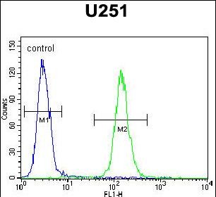 4 - BHLHA15 Antibody (C-term) AP10649B