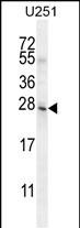 1 - BHLHA15 Antibody (C-term) AP10649B