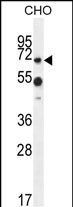 1 - ZUFSP Antibody (N-term) AP10653A