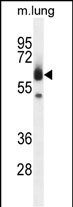 1 - ZUFSP Antibody (N-term) AP10653A