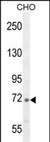 1 - C2 Antibody (N-term) AP10662a