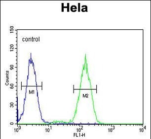 4 - BCKDHB Antibody (N-term) AP10672a