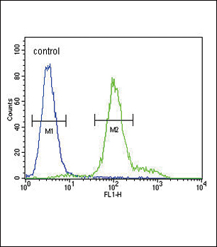4 - IL12_2 Antibody (C-term) AP10687B