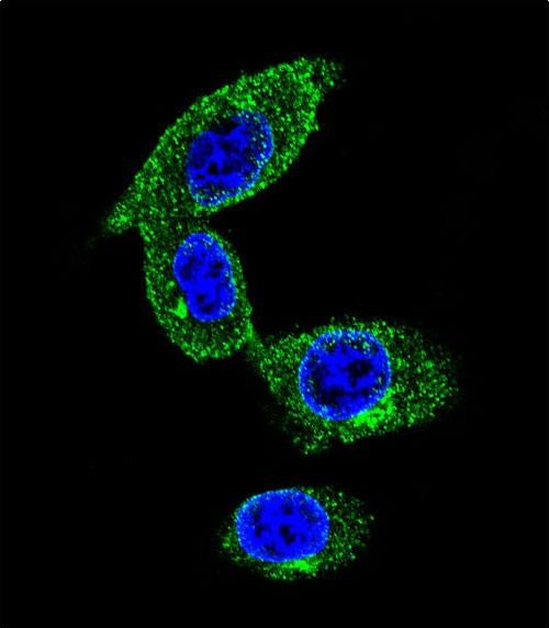 3 - SORBS1 Antibody (Center) AP10689C