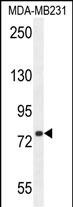 1 - SORBS1 Antibody (Center) AP10689C