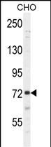1 - SORBS1 Antibody (Center) AP10689C
