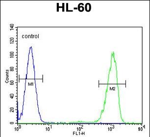 4 - ENTPD3 Antibody (C-term) AP10716b