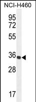 1 - PRSS1 Antibody (Center) AP10735c