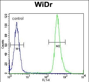 4 - ZC4H2 Antibody (C-term) AP10760b