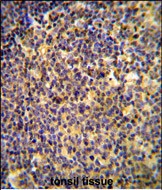 14 - ANR44 Antibody  (Center) AP10778c