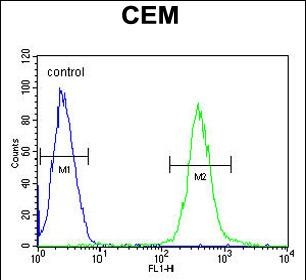4 - AT8B2 Antibody  (N-term) AP10779a