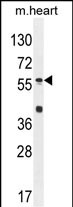 1 - SP8 Antibody  (C-term) AP10802B