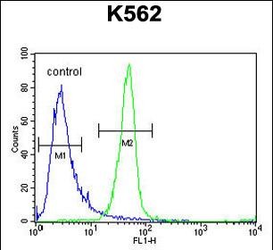 4 - ANR52 Antibody  (N-term) AP10808a