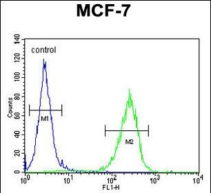 4 - CO027 Antibody  (C-term) AP10811b