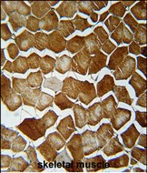 14 - ORML2 Antibody  (Center) AP10815c