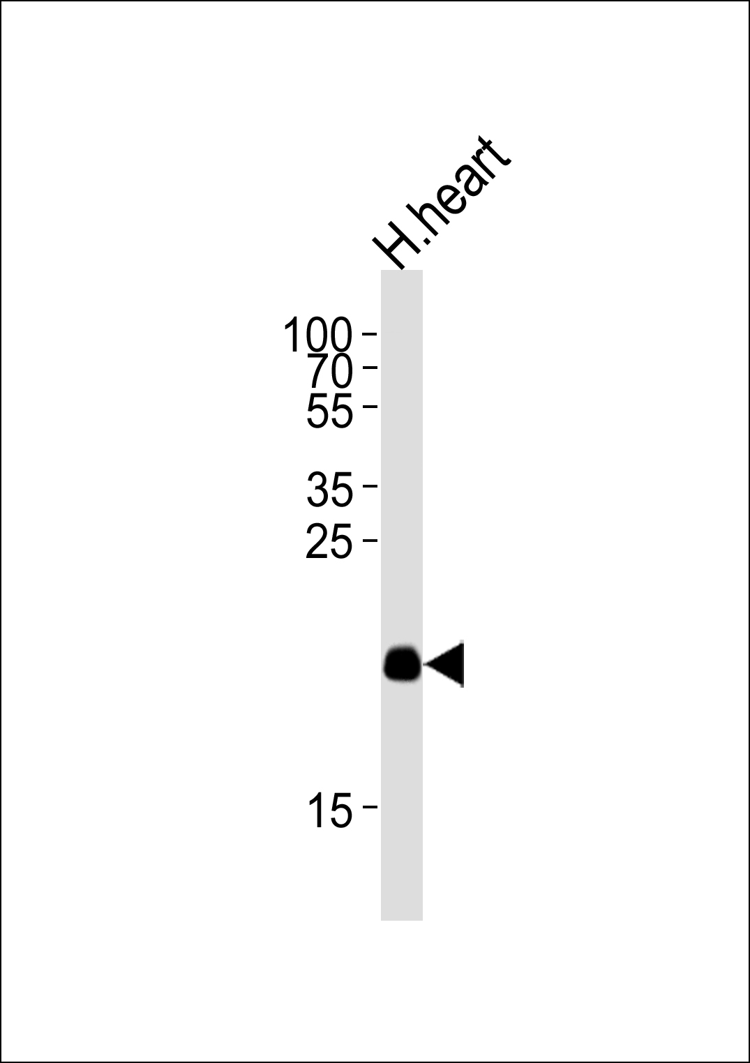 1 - ORML2 Antibody  (Center) AP10815c