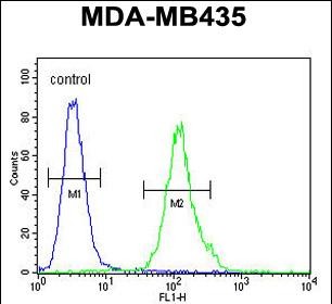 4 - M4A4A Antibody  (N-term) AP10816A