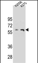 1 - THUM3 Antibody  (Center) AP10820c