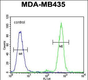 4 - TAPT1 Antibody  (C-term) AP10831b