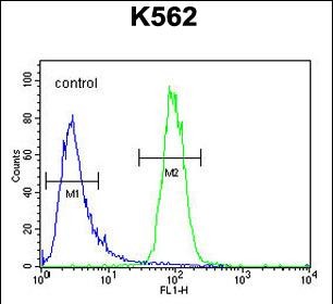 4 - DPY19L1 Antibody (C-term) AP10859b