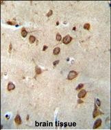 14 - DPY19L1 Antibody (C-term) AP10859b